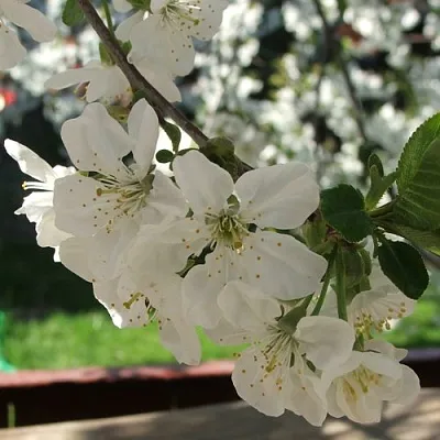 Вишня УМБРАКУЛИФЕРА  Вишня УМБРАКУЛИФЕРА в Владивостоке