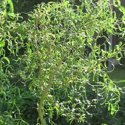 Ива МАТСУДАНА  Ива МАТСУДАНА в Владивостоке