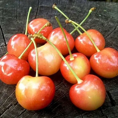 Черешня ЮЛИЯ  Черешня ЮЛИЯ в Владивостоке