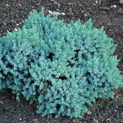 Можжевельник БЛЮ СТАР чешуйчатый в Владивостоке