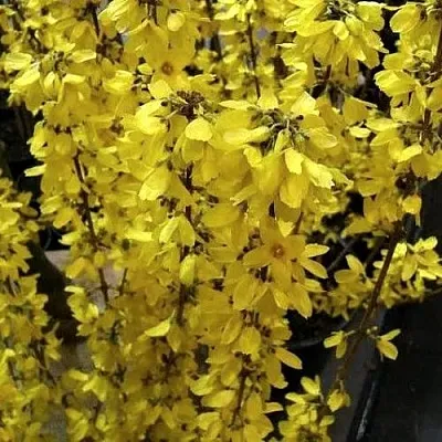 Форзиция ГОЛДРАУШ  Форзиция ГОЛДРАУШ в Владивостоке