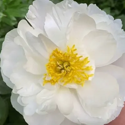 Пион ДУБЛИН травянистый  Пион ДУБЛИН травянистый в Владивостоке