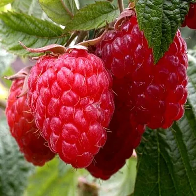 Малина КВЕЛЛИ  Малина КВЕЛЛИ в Владивостоке