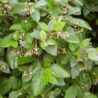 Кизильник блестящий в Владивостоке