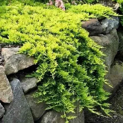 Можжевельник ГОЛДЕН КАРПЕТ горизонтальный в Владивостоке