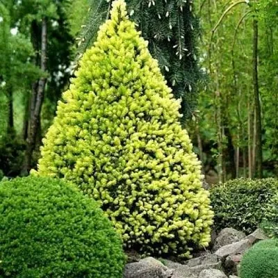 Ель РЕЙНБОУЗ ЭНД сизая в Владивостоке