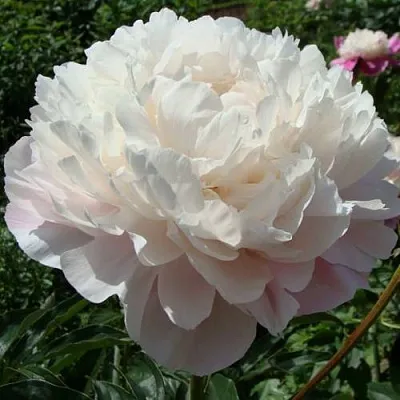 Пион ВОГ травянистый  Пион ВОГ травянистый в Владивостоке