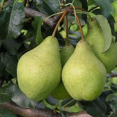 Груша ОРЛОВСКАЯ ЛЕТНЯЯ  Груша ОРЛОВСКАЯ ЛЕТНЯЯ в Владивостоке