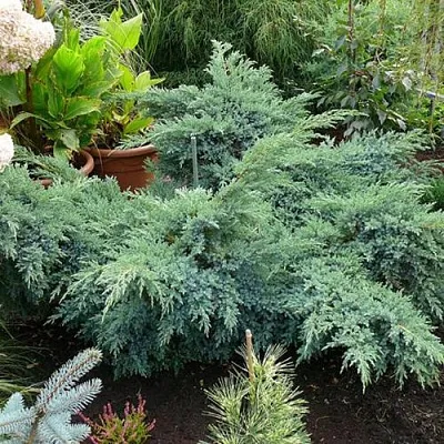 Можжевельник БЛЮ ШВЕД (СВИД) чешуйчатый в Владивостоке