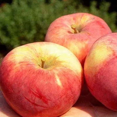 Яблоня ОРЛОВИМ  Яблоня ОРЛОВИМ в Владивостоке