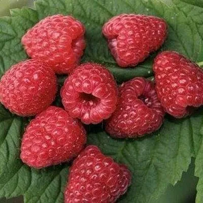 Малина ЗЮГАНА  Малина ЗЮГАНА в Владивостоке