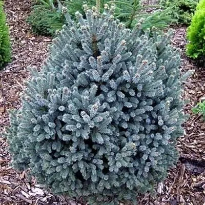 Ель НАНА сизая в Владивостоке