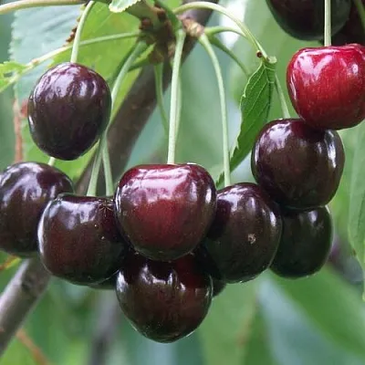 Черешня ЛЮБИМИЦА АСТАХОВА  Черешня ЛЮБИМИЦА АСТАХОВА в Владивостоке