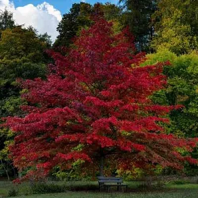 Дуб болотный  Дуб болотный в Владивостоке