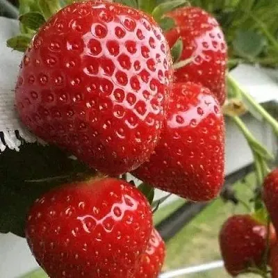 Клубника АРГЕНТЕРА  Клубника АРГЕНТЕРА в Владивостоке