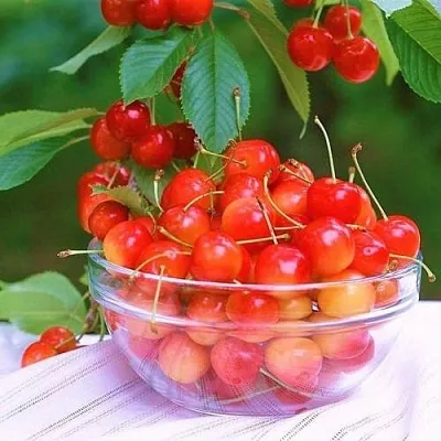 Черешня НАСЛАЖДЕНИЕ  Черешня НАСЛАЖДЕНИЕ в Владивостоке