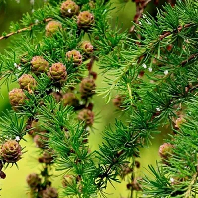 Лиственница в Владивостоке