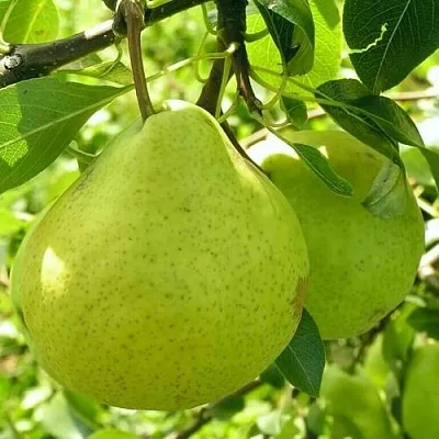 Груша ДАЛИКОР колонновидная  Груша ДАЛИКОР колонновидная в Владивостоке