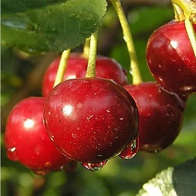 Дюк ПРЕВОСХОДНАЯ ВЕНЬЯМИНОВА  Дюк ПРЕВОСХОДНАЯ ВЕНЬЯМИНОВА в Владивостоке