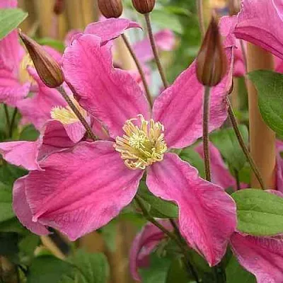 Клематис ИНСПИРЕЙШН ЗОЙН  Клематис ИНСПИРЕЙШН ЗОЙН в Владивостоке