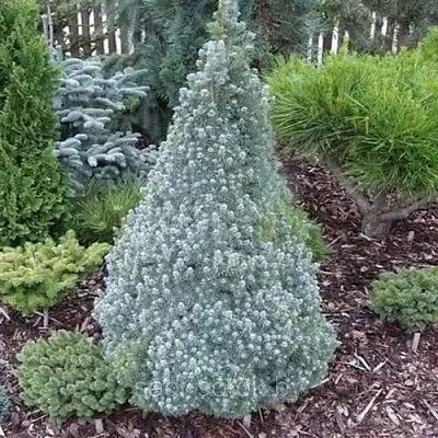 Ель САНДЕРС БЛЮ канадская в Владивостоке