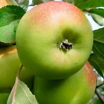 Яблоня БРАТ ЧУДНОГО стелющаяся  Яблоня БРАТ ЧУДНОГО стелющаяся в Владивостоке