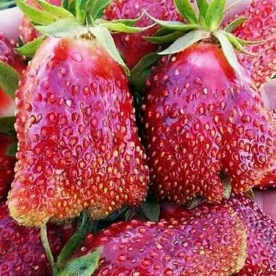 Клубника КУПЧИХА  Клубника КУПЧИХА в Владивостоке