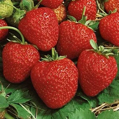 Клубника КОРОНА  Клубника КОРОНА в Владивостоке