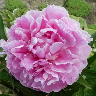 Пион РИМ травянистый  Пион РИМ травянистый в Владивостоке