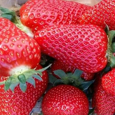 Клубника АМИ  Клубника АМИ в Владивостоке