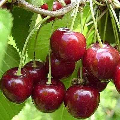 Вишня ХАРИТОНОВСКАЯ  Вишня ХАРИТОНОВСКАЯ в Владивостоке