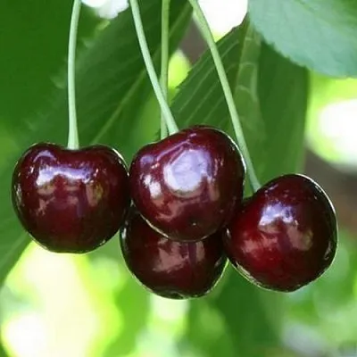 Черешня ЛЕНИНГРАДСКАЯ ЧЁРНАЯ  Черешня ЛЕНИНГРАДСКАЯ ЧЁРНАЯ в Владивостоке