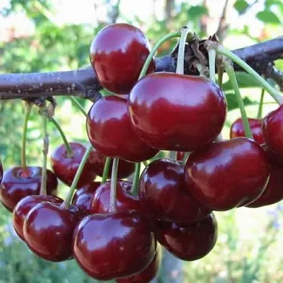 Дюк ИВАНОВНА  Дюк ИВАНОВНА в Владивостоке