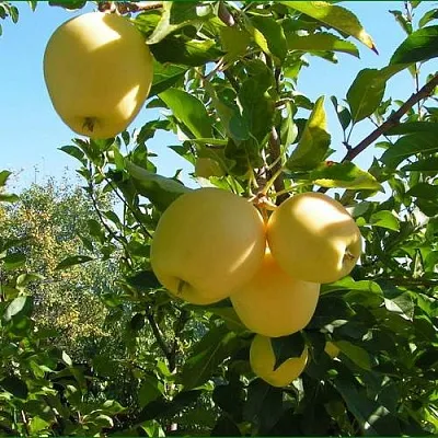 Яблоня ГОЛДЕН МИЛЛЕНИУМ  Яблоня ГОЛДЕН МИЛЛЕНИУМ в Владивостоке