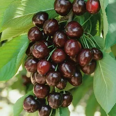 Черешня РЕВНА  Черешня РЕВНА в Владивостоке