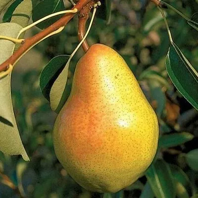 Груша ВЕЛЕСА  Груша ВЕЛЕСА в Владивостоке