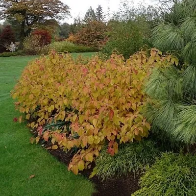 Дерен  АННА ВИНТЕР ОРАНЖ кроваво-красный    Дерен  АННА ВИНТЕР ОРАНЖ кроваво-красный   в Владивостоке