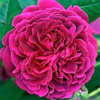 Саженцы роз ВИЛЬЯМ ШЕКСПИР английская  Саженцы роз ВИЛЬЯМ ШЕКСПИР английская в Владивостоке