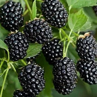 Бесшипная  Бесшипная в Владивостоке