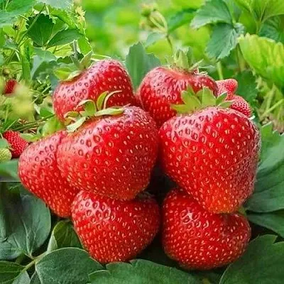 Клубника КИМБЕРЛИ  Клубника КИМБЕРЛИ в Владивостоке