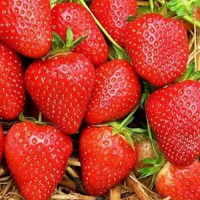 Клубника КВИКИ  Клубника КВИКИ в Владивостоке