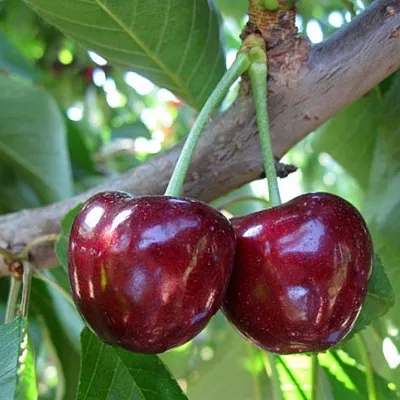 Черешня СЮБАРОВСКАЯ  Черешня СЮБАРОВСКАЯ в Владивостоке