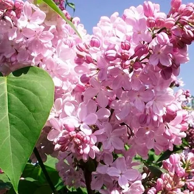 Сирень АДЕЛИНА в Владивостоке