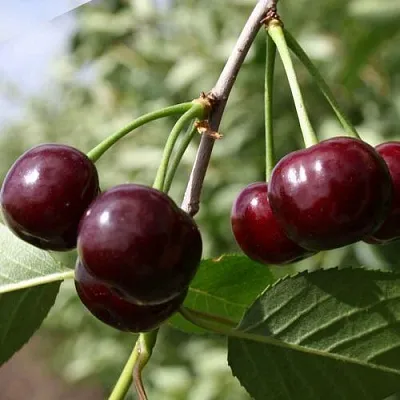 Вишня ЖАДАНА  Вишня ЖАДАНА в Владивостоке