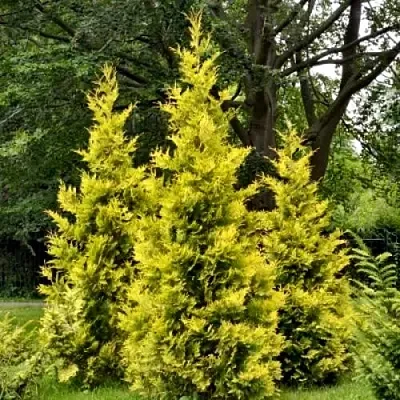 Туя ГОЛДЕН БРАБАНТ западная  Туя ГОЛДЕН БРАБАНТ западная в Владивостоке
