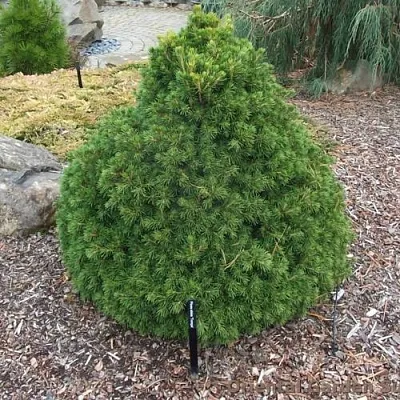 Ель ТОМПА обыкновенная в Владивостоке