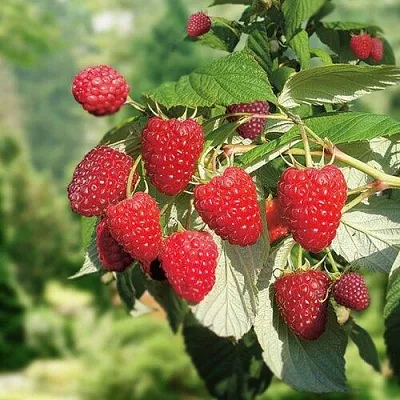 Малина РУБИФОЛ  Малина РУБИФОЛ в Владивостоке