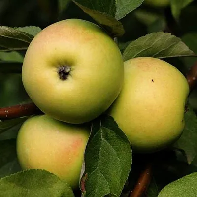 Яблоня ДАНИЛА  Яблоня ДАНИЛА в Владивостоке