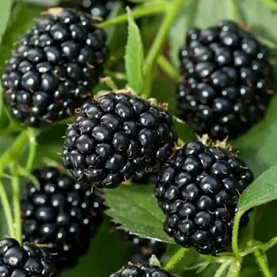 Ежевика ТРИПЛ КРАУН бесшипная  Ежевика ТРИПЛ КРАУН бесшипная в Владивостоке