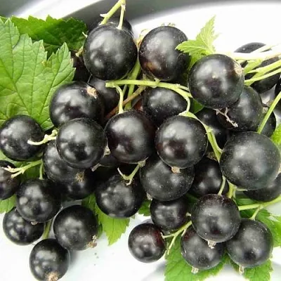 Смородина черная ТИТАНИЯ  Смородина черная ТИТАНИЯ в Владивостоке